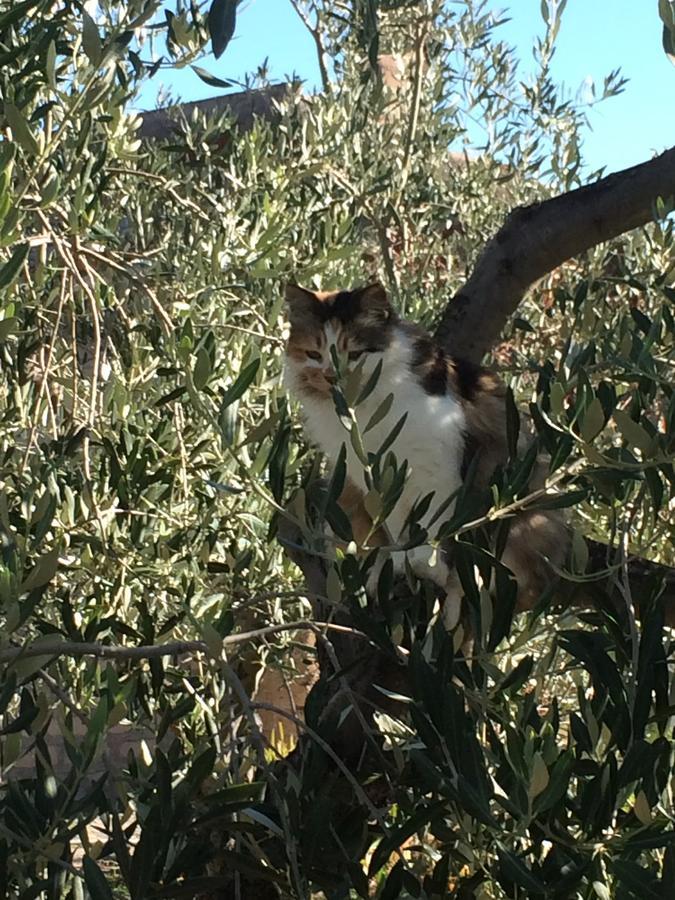 Casetta Tartuchino Semproniano Εξωτερικό φωτογραφία